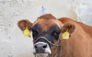 My zachraňujeme zvířata, ony mohou pomáhat Vám a Vašim blízkým