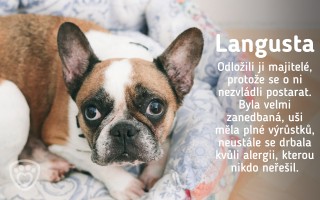 Veterina pro nemocná a handicapovaná zvířata