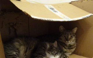 Pomoc pro více, něž 100 kočiček v Šonovském depozitu