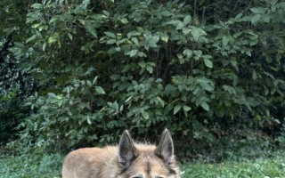 Pokrytí veterinárních nákladů zvířat v nouzi