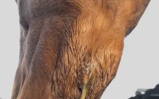 Zachraňme čelist Sithonii