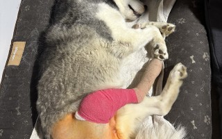 Šedou potřebuje stále pomoc, aby se mohl postavit na nohy