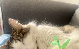 Sbírka pro kočičku Bonnie, člena naší rodiny♥️🐈
