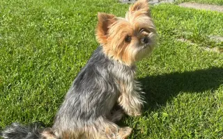 Pomozte Ebince znovu běhat