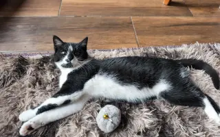 Pomoc pro Bellu s panleukopenií a záchranu dalších koček