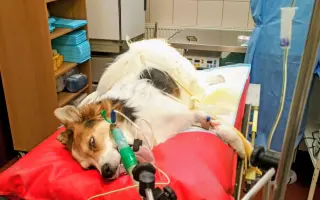 POMOC PRO FOXÍČKA, ASPENA A TAFFY-JACKA