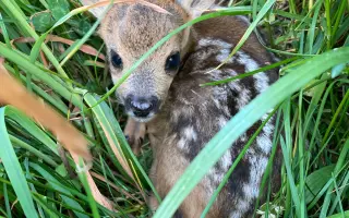 Pomozte nám zachránit srnčata před sekačkami 🌱🦌