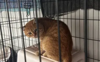 Pomozte nám zachránit 14 koček v ohrožení života!