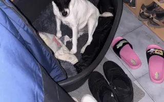 Pomozte zachránit Berrynku