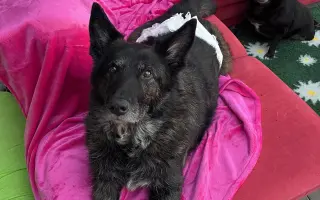 Rychlejší hojení pro zraněná zvířata z ulice v Útulku Tibet z.s.