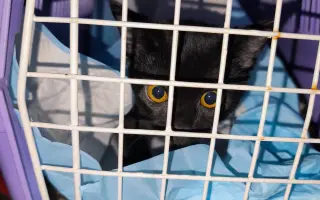 Pomoc pro opuštěná zvířátka - Kastrace, veterina, krmeni, kočkolit