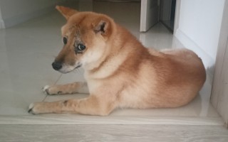 Aimi - bojovnice se zlatým srdcem