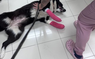 Operace pro Mayu aby, mohla zase plně chodit