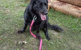 Pomohli jste Roxie znovu chodit