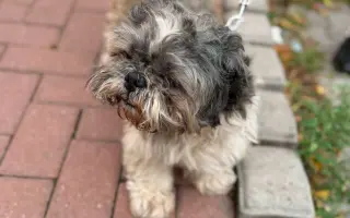 Badyho v dočasné péči čeká operace: Pomozme mu ji zvládnout 🐕