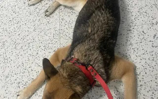 Sedmiletá Arnika se na důchod ještě necítí