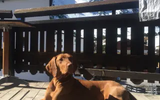 Pomoc pro Molde – fenku maďarského ohaře po vážném úrazu