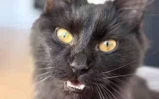 Zachraňte Fily: šance na život