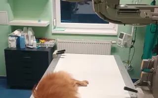 Pomozme Rikymu znovu běhat