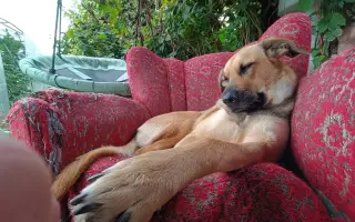 Darujte prosím Roxy život – šance na operaci a další roky plné radosti