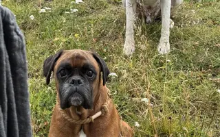 Pomohli jste Vincíkovi v boji s nádorem na mozku