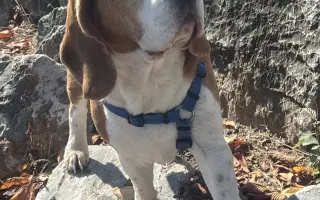 Maxíček s andělskými křídly