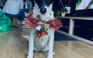 Pomozte zachránit Berrynku