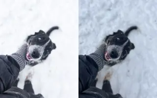 Pomáháme opuštěným a týraným psům najít cestu domů 🩷