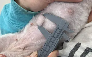 Pomozte nemocnému Maxovi a 14 drobečkům z velkomnožírny!