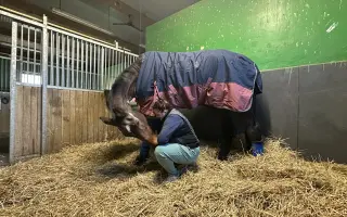 Pomozme Kokosovi znovu běhat