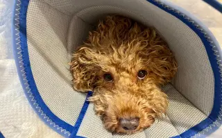 Sbírka na veterinu pro pudlíka Méďu