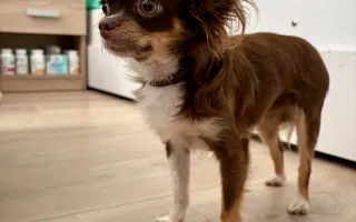 Pomozme Xyrušče znovu běhat 🐾♥️