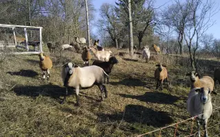 Ovčín pro zachráněné ovce a kozy v Motýlím království