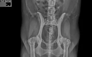 Shamy bouje s bolestí. Pomozme jí prožít stáří důstojně