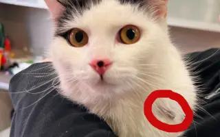 Zachraňme Flíčkovi pacičku a normální život