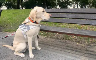 Pomozte Quentymu být mýma očima ❤️