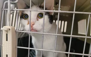 Pomoc s úhradou veterinárních nákladů 🙏