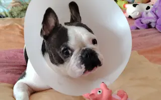 Zachráňte Marilyn bojující s rakovinou