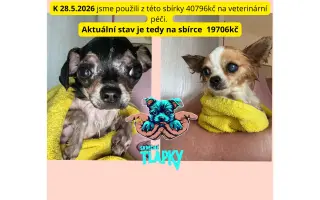 Pomozme pejskům, kteří by jinak šanci na lepší život neměli