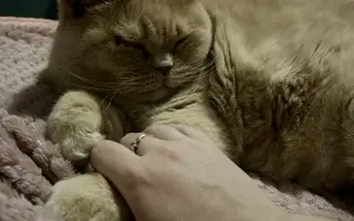 Pomozme Jambimu s potřebnou léčbou