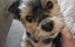 Pomoc pro Čika: boj s Cushingovým syndromem