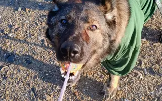 Léčba, která nekončí - Fůrie