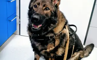 Pomoc Furině v boji s lupusem (SLE)