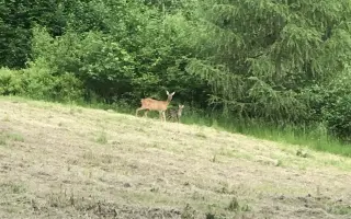 Dron pro záchranu srnčat při senosečích🍀🌿🚜
