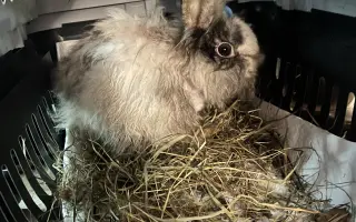 Z ulice do bezpečí: pomozte králíčkovi Beky