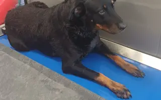 Mladou fenku srazil vlak, pomožme jí k pohybu rehabilitací.