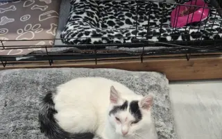 Pomohli jste dát druhou šanci kočkám z lázní