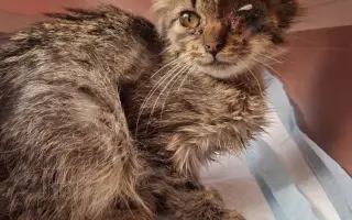 Pomoc pro kočky a koťátka Kočky u Katky