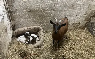 Pomozte nám naplnit jesle zachráněným ovcím a kozám z Farmy Kapsa