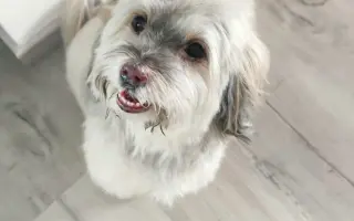 Pomoc nejlepšímu parťákovi Charliemu v boji s nemocí